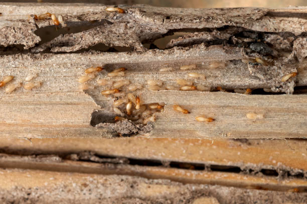 Trusted Northwest Harbor, NY Pest Control Experts